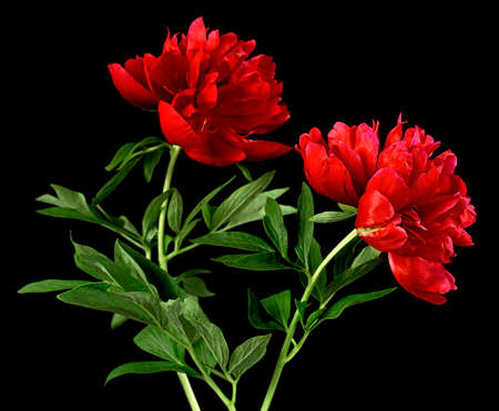 Beautiful red peony flowers on black background. Red blooming plants with green leaves.の写真素材