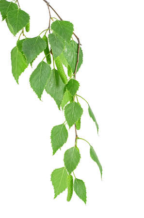 Young branch of birch with buds and leaves isolated on a white background. Birch sprig with catkins.の写真素材