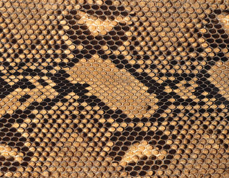 Reticulated python skin as background. Brown snake skin.