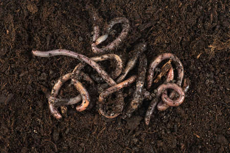 Garden compost and worms - earthworms in black soil, top view.の写真素材