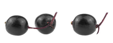 European black elderberries isolated on a white background. Fresh Sambucus fruit.の写真素材