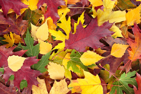 Background of fallen colored autumn leaves, top view. autumn background.の写真素材