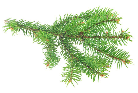 Green fir branch for christmas, isolated on a white background.の写真素材