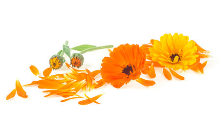 Calendula flowers with petals and green leaves isolated on a white background. Marigold flowers.の写真素材