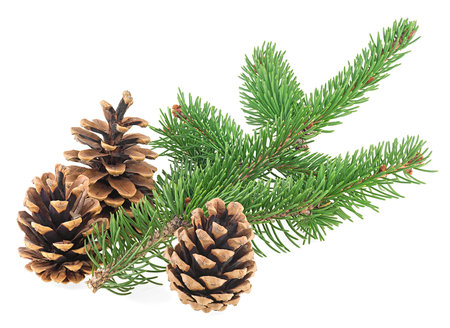 Three pine cones with fir branch isolated on a white backgroundの写真素材