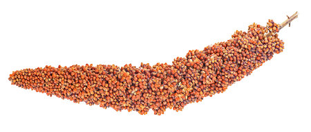 Single twig of red millet isolated on a white backgroundの写真素材