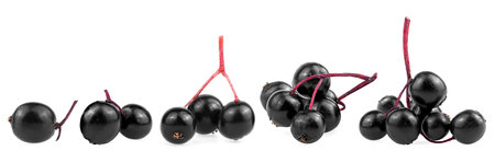 Collection of young elderberry branches isolated on a white background. European black elderberry fruit. Sambucus.の写真素材