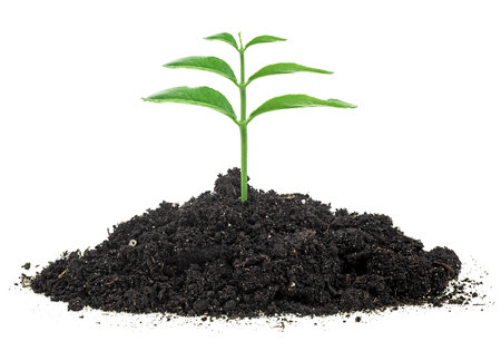 Green sprout growing out from soil isolated on a white background. New life concept.の写真素材