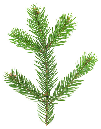 Fir tree branch isolated on a white background, top view. Christmas fir or pine branch.の写真素材