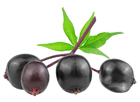 European black elderberry - branch of elderberry and green leaves isolated on a white background. Sambucus.の写真素材