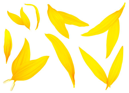 Collection of sunflower petals isolated on a white background, top view. Flat lay.の写真素材