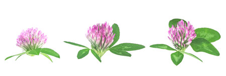 Three clover flowers with green leaves isolated on a white background. Trefoil flowers.の写真素材