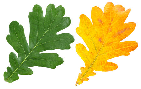 Green and yellow oak leaves isolated on a white background, top view.の写真素材