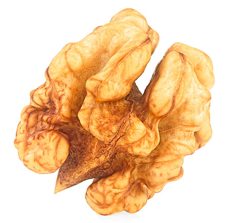 Kernel walnut isolated on a white background. Peeled walnut. Walnut seed.の写真素材