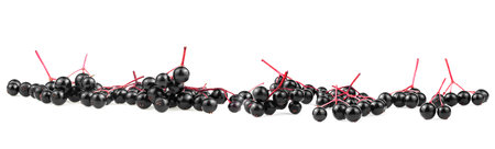 Black Elderberry fresh fruit isolated on a white background, front view.