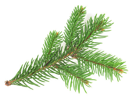 Green Christmas tree spruce branch with needles isolated on a white background. Fir branch.の写真素材