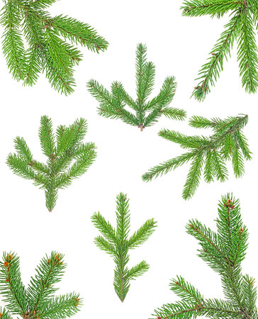Collection of Christmas tree branches isolated on a white background. Christmas frame.の写真素材