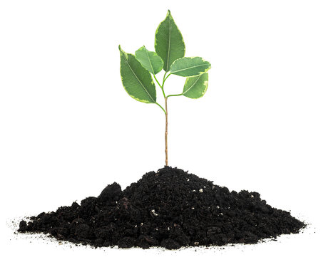 Spring season - small green sprout grows on the ground isolated on a white background.の写真素材