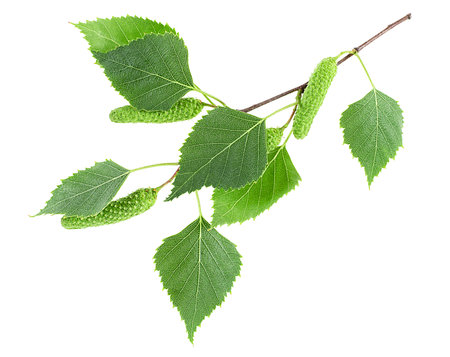 Green birch buds and young birch leaves isolated on a white background. Spring birch tree.の写真素材