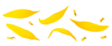 Yellow sunflower petals and young seeds sunflower isolated on a white background, top view.の写真素材
