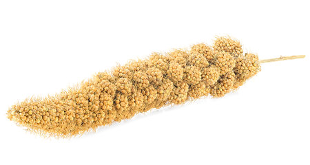 Yellow twig of millet isolated on a white background. Sinegal millet.の写真素材
