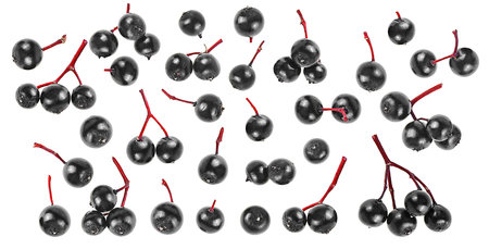 Collection of fresh black elderberries isolated on a white background, top view. Elderberry fresh...