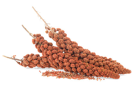 Red millet twigs and seeds isolated on a white background. Healthy food for diabetes persons.の写真素材