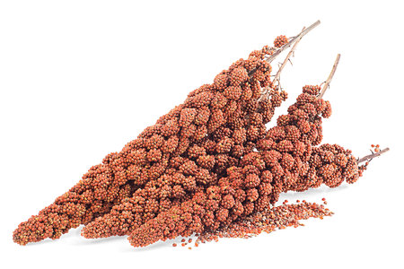 Red millet twigs and seeds isolated on a white background. Healthy food for diabetes persons.の写真素材