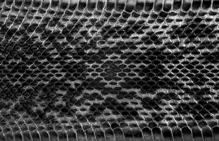 Python leather, skin texture for background. Natural reptile leather.の写真素材