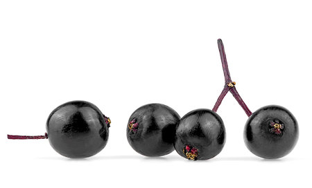 Young berries of elder isolated on a white background. European black elderberry fruit.の写真素材
