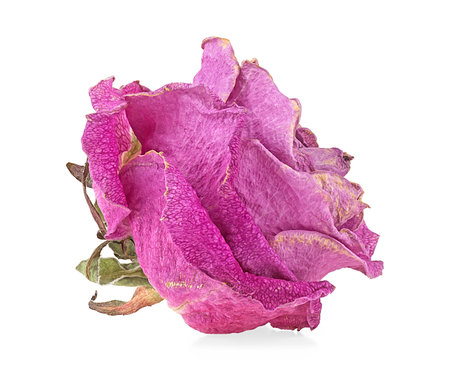 Dried rose flower head isolated on a white background. Faded violet rose.の写真素材