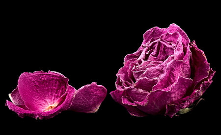 Faded purple rose with petals isolated on black background. Faded dying single rose.の写真素材