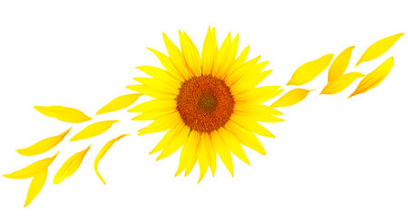 Flower of sunflower and yellow petals isolated on a white background. Flat lay, top view.の写真素材