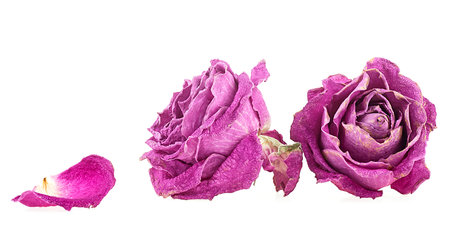 Faded purple roses with petals isolated on a white background. Faded dying roses.の写真素材