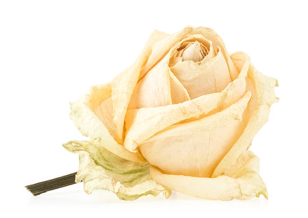 White faded rose isolated on a white backgroundの写真素材