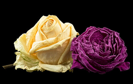 Two faded roses isolated on a black background. Faded dying roses.の写真素材