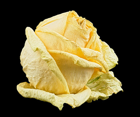 Desiccated white rose isolated on a black background. Faded dying white rose.の写真素材