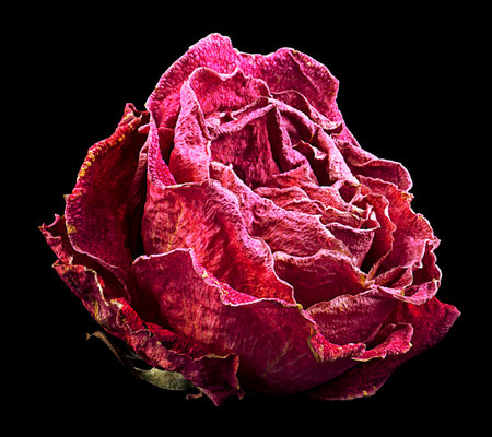 Red faded rose isolated on black backgroundの写真素材