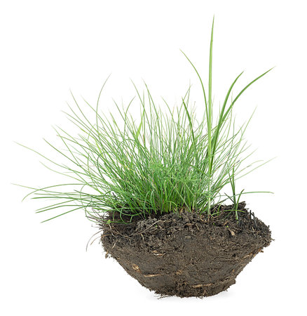 Green grass with soil isolated on a white backgroundの写真素材