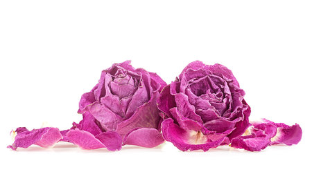 Faded purple roses with petals isolated on a white background. Faded dying roses.の写真素材