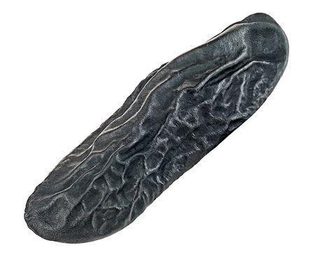 Dried tonka bean isolated on a white background. Bean of Dipteryx odorata. Cumaru.の写真素材