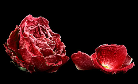 Red faded rose with petals isolated on black background. Faded dying single rose.の写真素材