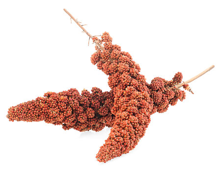 Italian millet. Twigs of red millet seeds isolated on a white background. Healthy food for diabetes persons.の写真素材