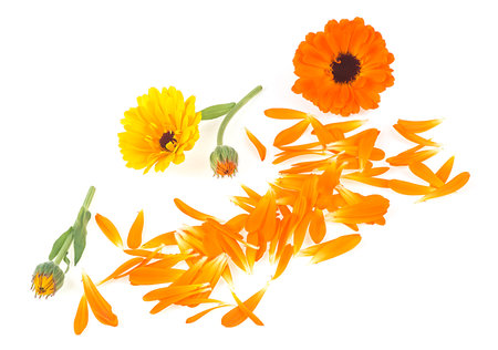 Marigold flowers - petals and flowers of calendula plant isolated on a white background.の写真素材