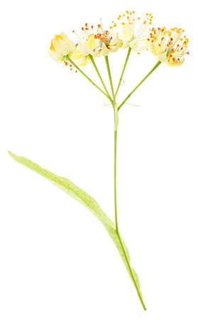 Linden yellow blossom of Tilia cordata tree isolated on a white background, top view. Twig of blooming linden flowers.の写真素材