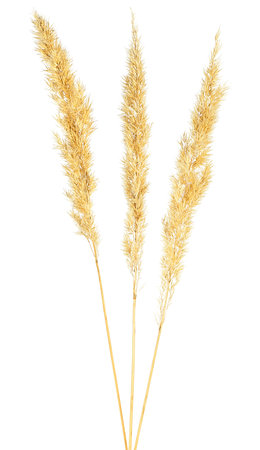 Yellow spikelets of bulrush isolated on a white backgroundの写真素材