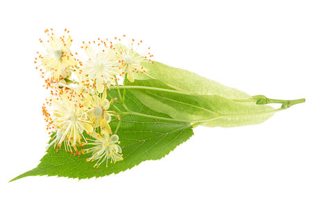 Fresh flowers and leaves of linden isolated on a white backgroundの写真素材