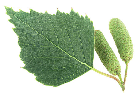 Green birch leaf and catkins isolated on a white background. European white birch.の写真素材