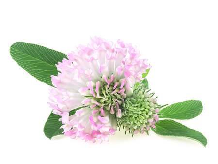 Medicinal herbs, Trefoil flower. Clover flower with leaves isolated on a white background.の写真素材