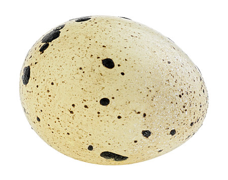 Single quail egg isolated on a white backgroundの写真素材